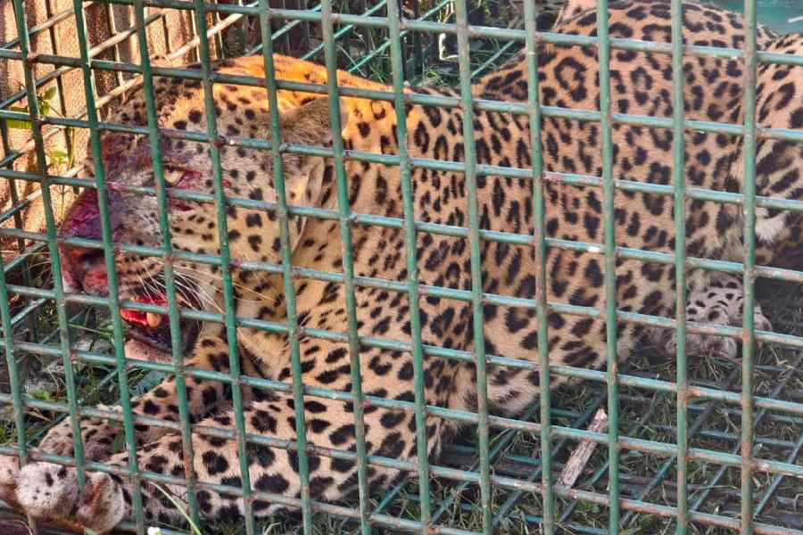 The leopard that was trapped at Kherkatabusty in Nagrakata block of Jalpaiguri on Tuesday morning. 
