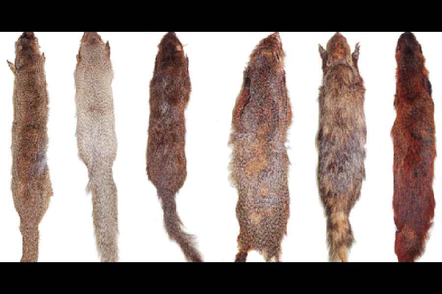 Mongoose skins at ZSI
