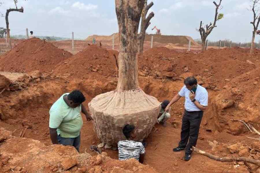 A tree being translocated to the site of the Deocha-Pachami mining project in Birbhum. 