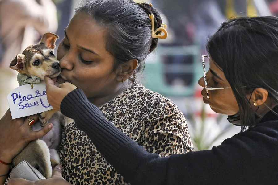 A woman kisses a street dog during a protest march against the Supreme Court order directing authorities to remove stray dogs from institutional areas such as schools, hospitals, railway stations and bus stands, and shift them to designated shelters.