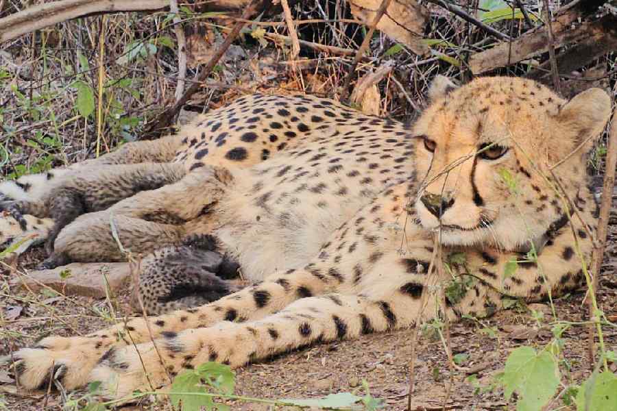 India-born cheetah Mukhi with her newly born cubs.