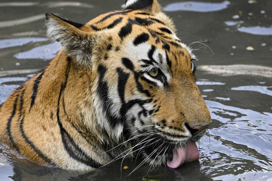 Representational image