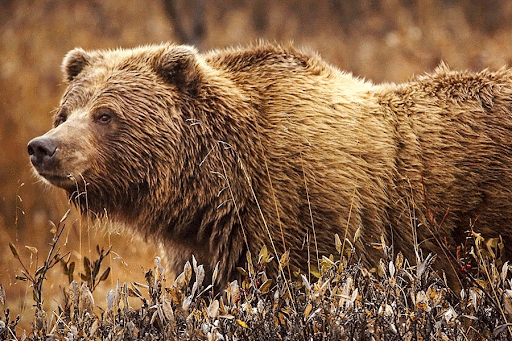 Representational image