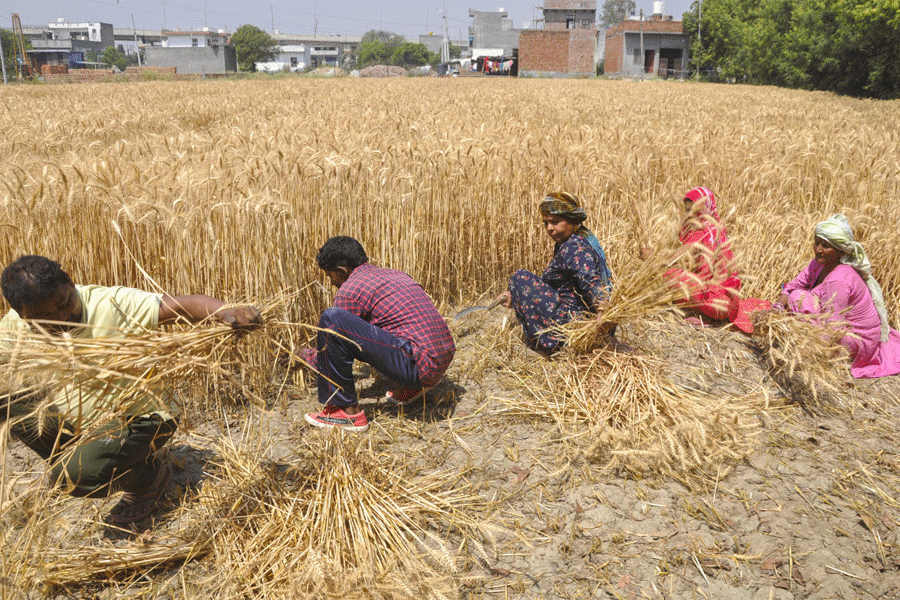 Labourers harvest wheat, in Sonipat, Haryana.
