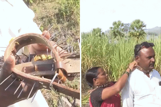 The collars, rings of metal spikes wired together protect the neck
