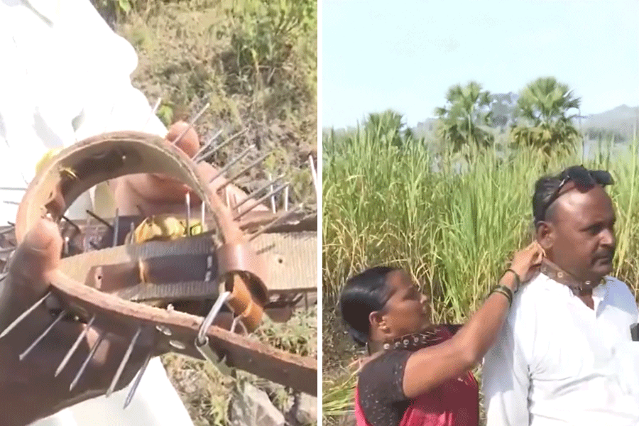 The collars, rings of metal spikes wired together protect the neck