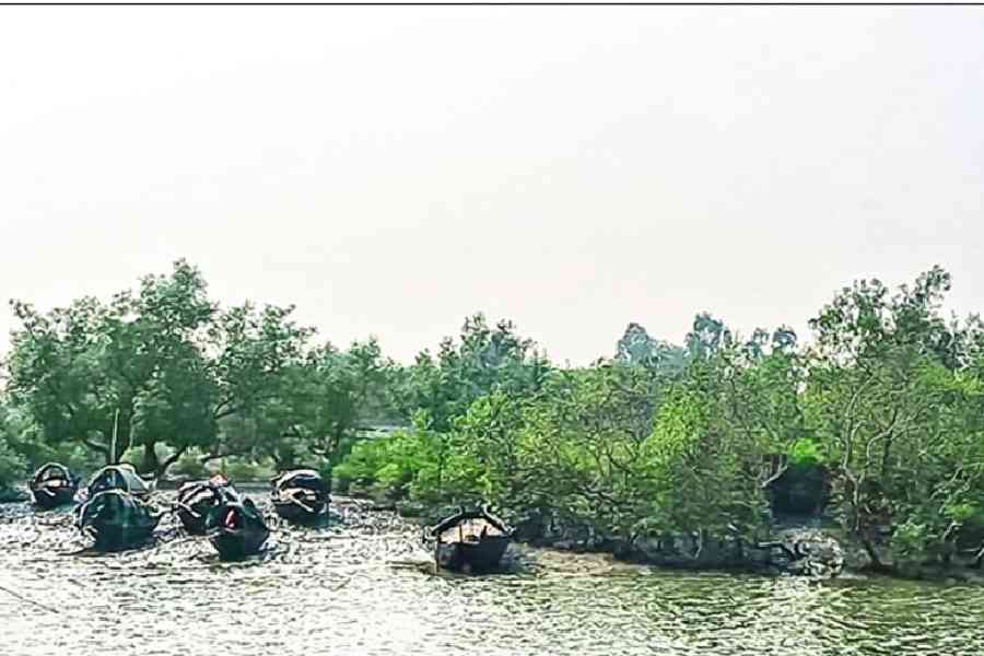 Forest personnel, police and villagers search for Tapas Halder on boats in the Sundarbans on Saturday