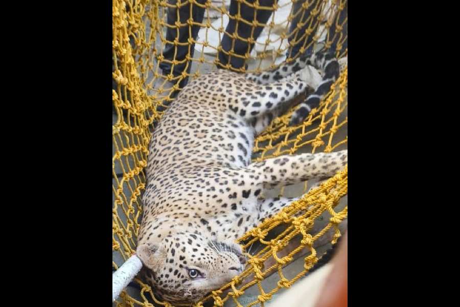 The tranquillised leopard at Satgachi, a village near the Bangladesh border in the Mathabhanga subdivision of Cooch Behar, on Saturday.