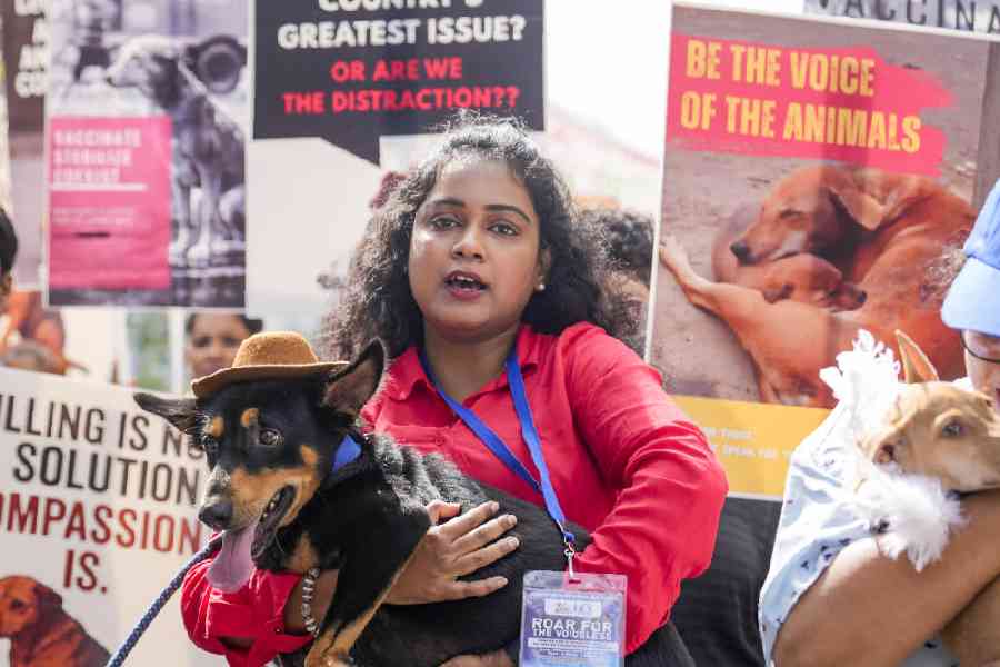Chennai: A volunteer holds a dog during a protest, in Chennai, Sunday, Nov. 23