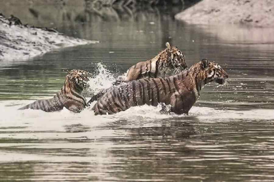 Bengal tigers wade through the water at the Sundarbans earlier this month.