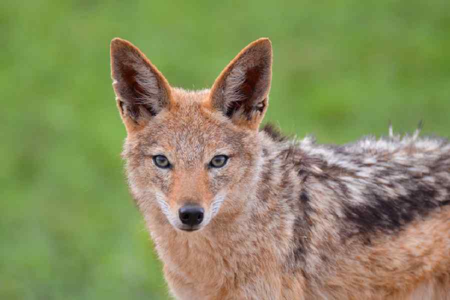 Representational Image