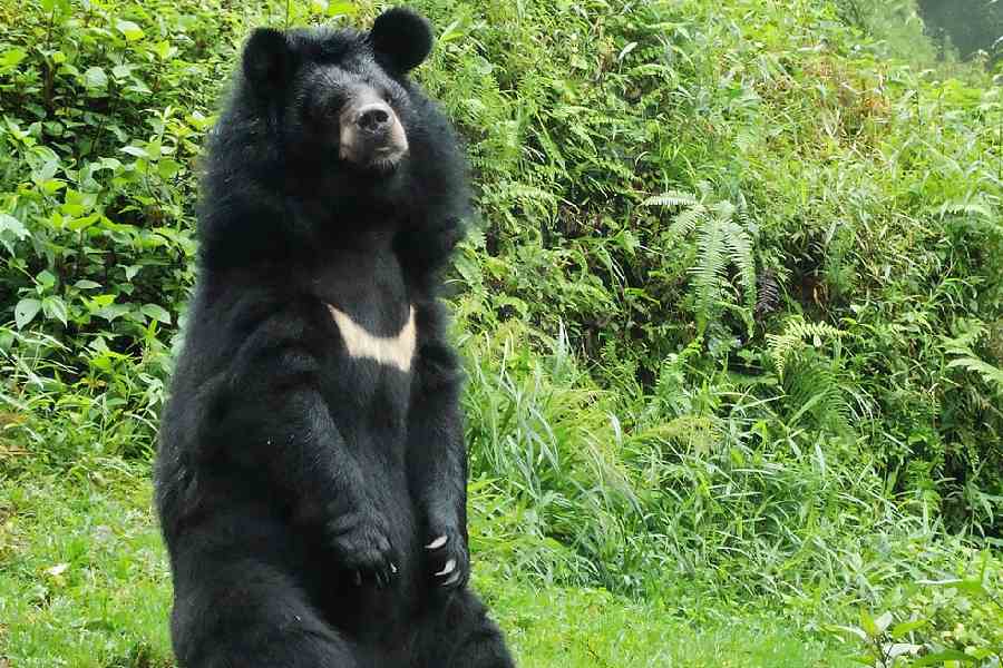 Himalayan black bear (Ursus thibetanus laniger)