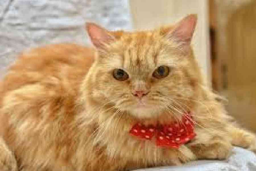 Representational Image