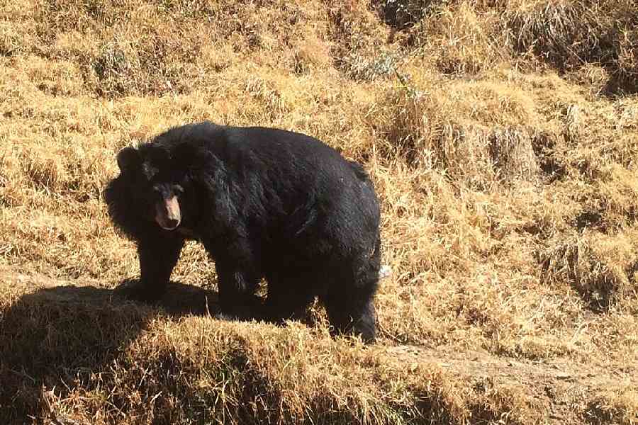 Himalayan black bear (Ursus thibetanus laniger)