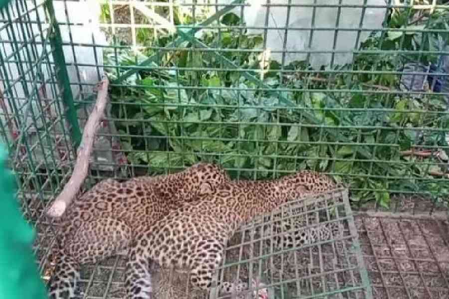 The two leopards trapped in a cage at the Nepuchapur tea estate in Malbazar, Jalpaiguri, on Tuesday. Picture by Biplab Basak