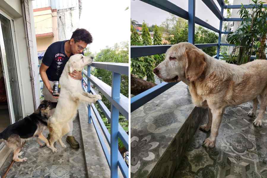 Ishan Ghosh gives Whisky a kiss, as Sandra tries to butt in for her turn too.
