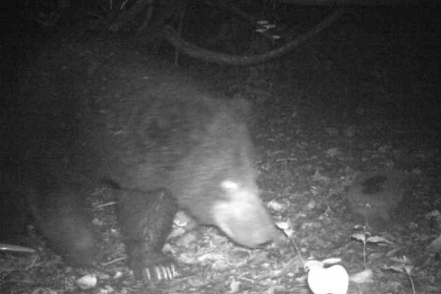 A sloth bear captured on a trap camera in a Purulia forest
