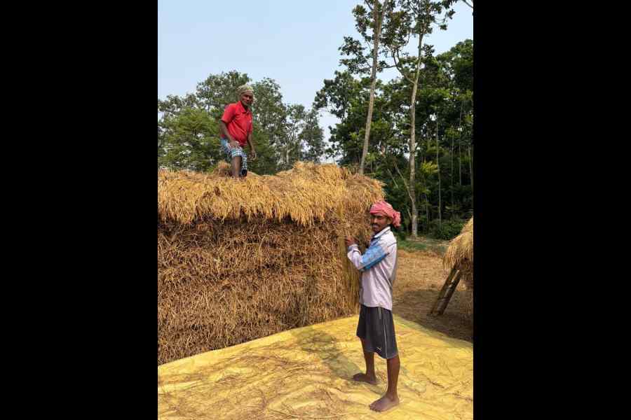 Balaram Das and his son Santu Das arrange paddy in Beraberi Purba Para in Hooghly’s Singur on Wednesday. Both of them believe that the SIR is necessary, but religion should not determine who stays and who goes.