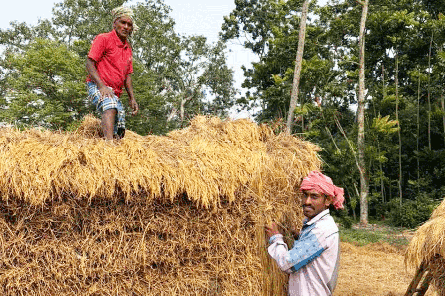 Balaram Das and his son Santu Das arrange paddy in Beraberi Purba Para in Hooghly’s Singur on Wednesday. Both of them believe that the SIR is necessary, but religion should not determine who stays and who goes.