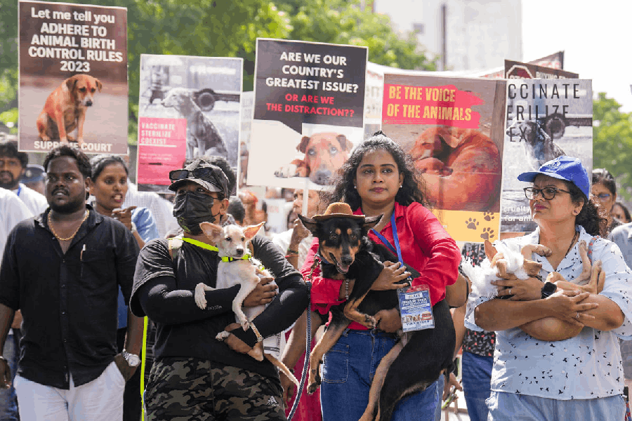 Volunteers hold dogs during a protest, in Chennai.