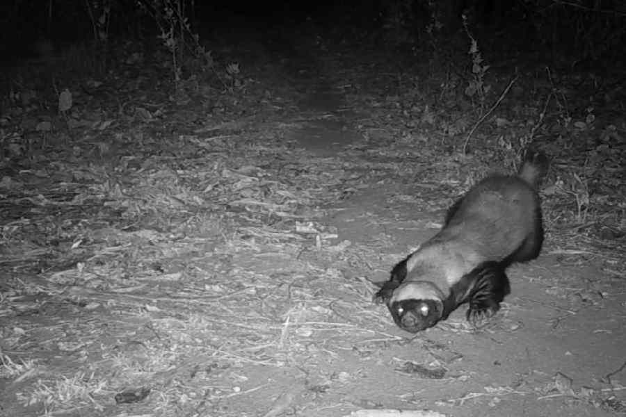 A trap-camera image of a honey badger in Kotshila forest, Purulia.