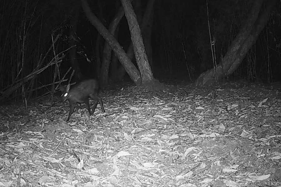 The Himalayan musk deer, snapped by the trap camera in the Neora Valley National Park.