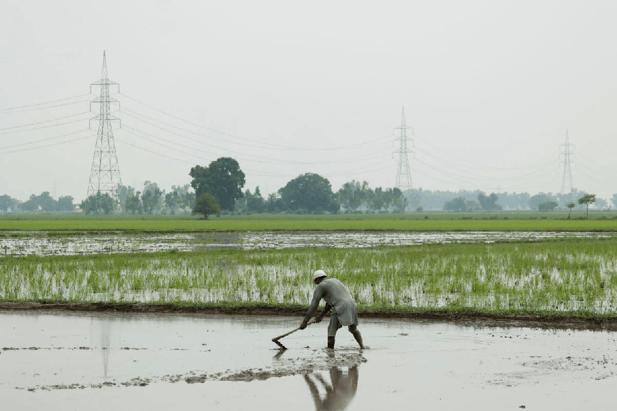 A farmer prepares the ground for a rice field, in Muridke, Sheikhupura District in Punjab province, Pakistan, August 12, 2025.