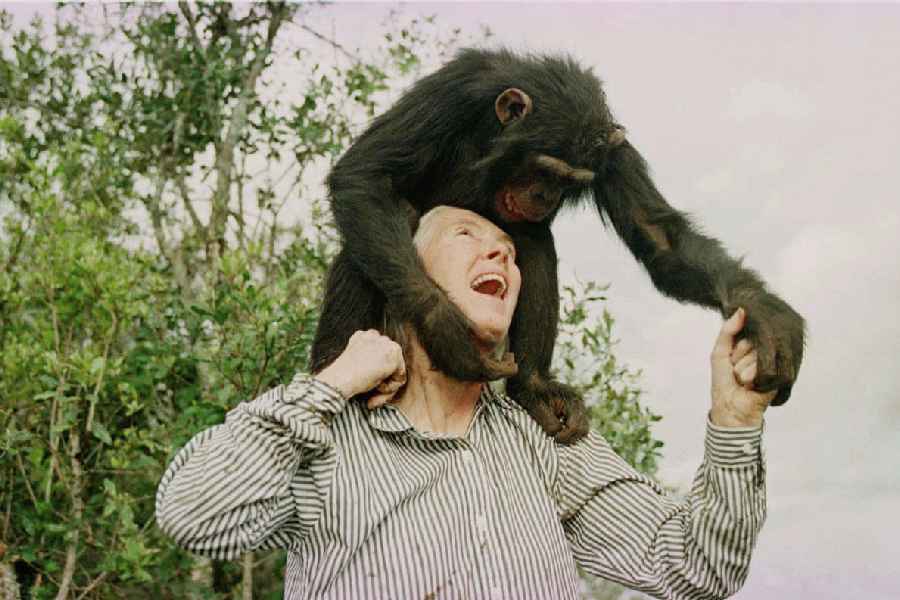 Jane Goodall plays with Bahati, a 3-year-old female chimpanzee, at the Sweetwaters Chimpanzee Sanctuary near Nanyuki on Dec. 6, 1997.
