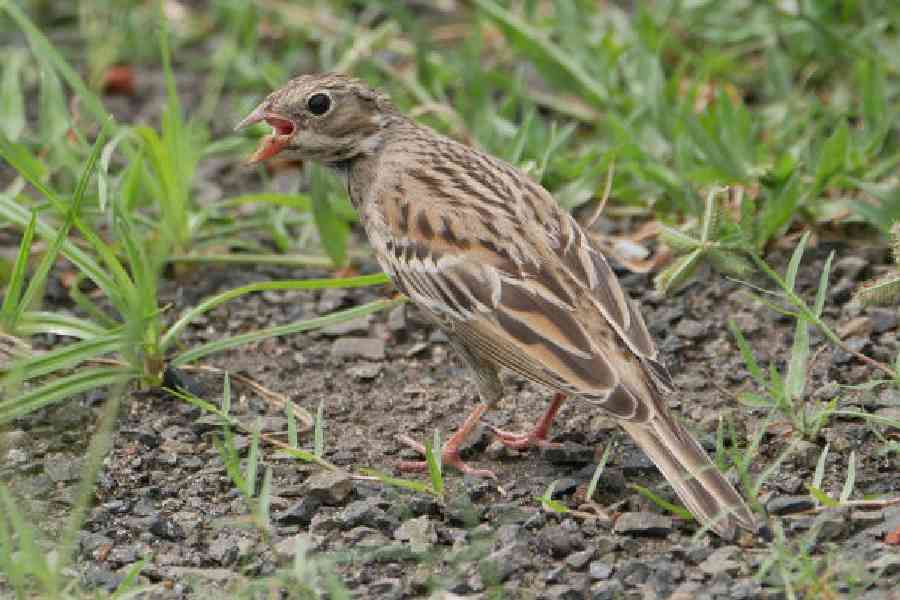 One of the two juvenile ortolan buntings spotted in Baruipur on Saturday. Picture courtesy Sandeep Biswas