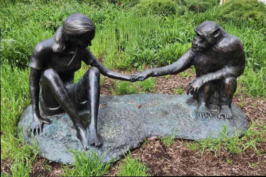 Sculpture of Jane Goodall and David Greybeard outside the Field Museum in Chicago, US; Goodall at the Calcutta presser from 2007courtesy: wikimediaOne black strip: April 3, 1934 - October 1, 2025