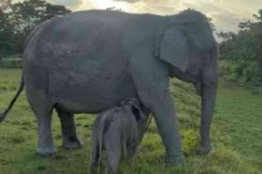Mayabini with her mother Kuwari in Kaziranga