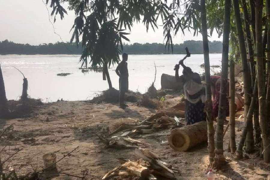 Logs washed away by the Torsha river along the embankment in Harin Chaora near Cooch Behar town