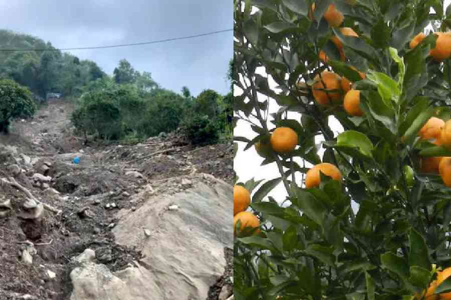 An orange orchard damaged by a landslide at Mirik Busty. An orange tree in the Darjeeling hills