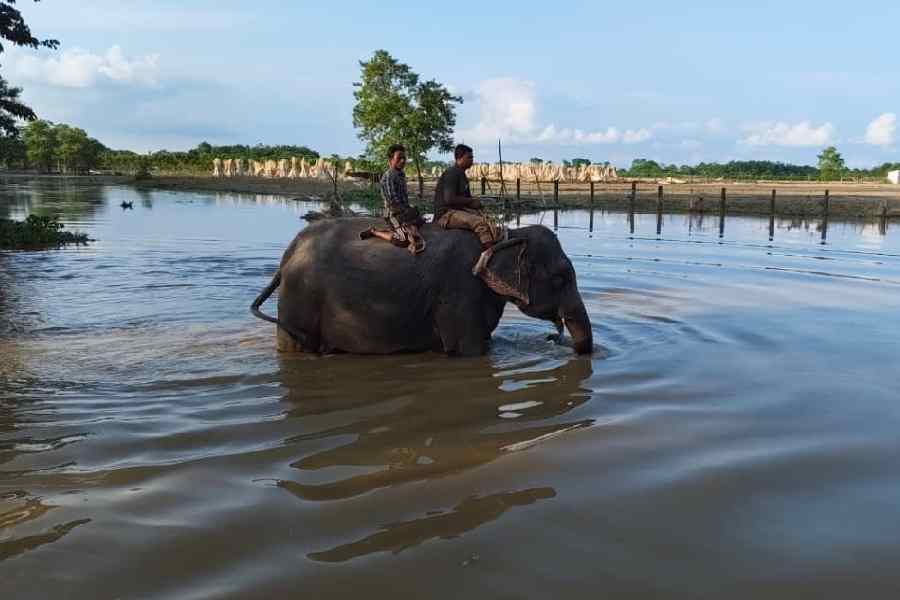 A pet elephant deployed for the rescue mission in the Mathabhanga subdivision of Cooch Behar district. 