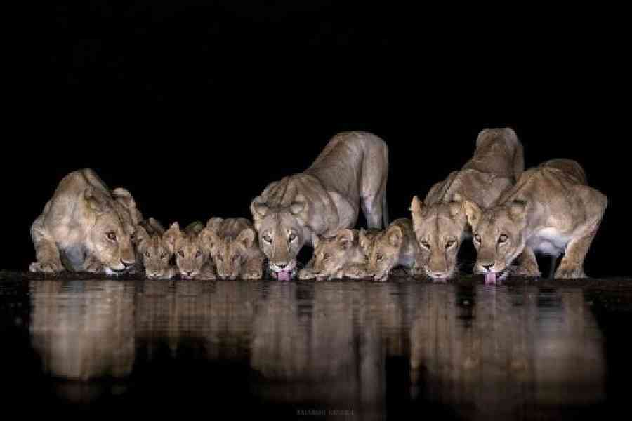 The prize-winning photograph of the lioness pride drinking from the waterhole by Rajarshi Banerji