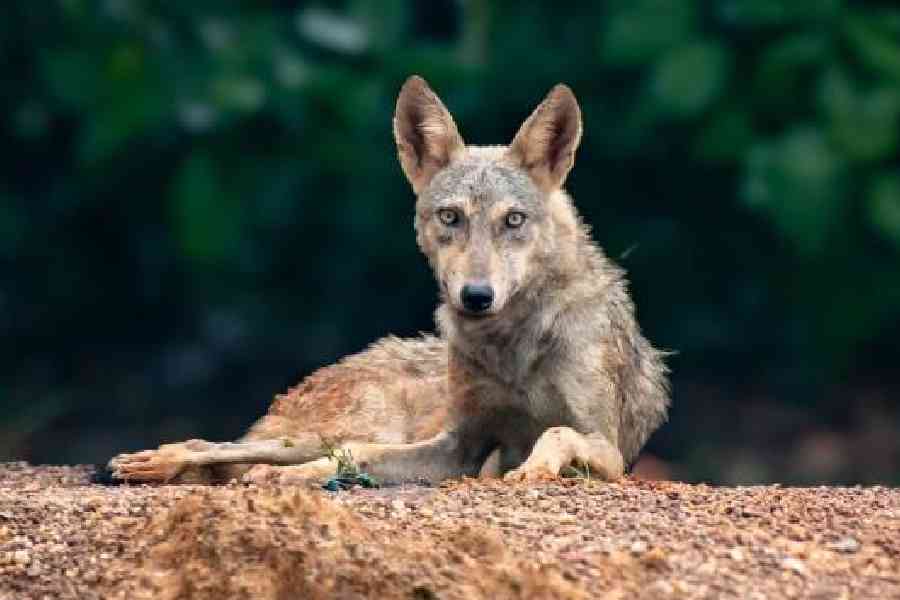 An Indian wolf. The photograph was clicked recently in East Burdwan