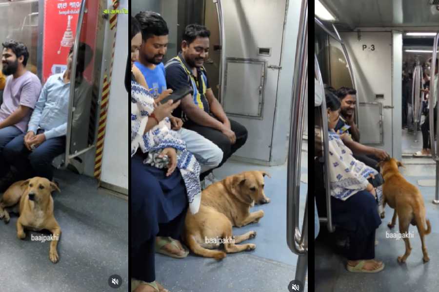 Some moments from the stray dog's joyride on Kolkata Metro.