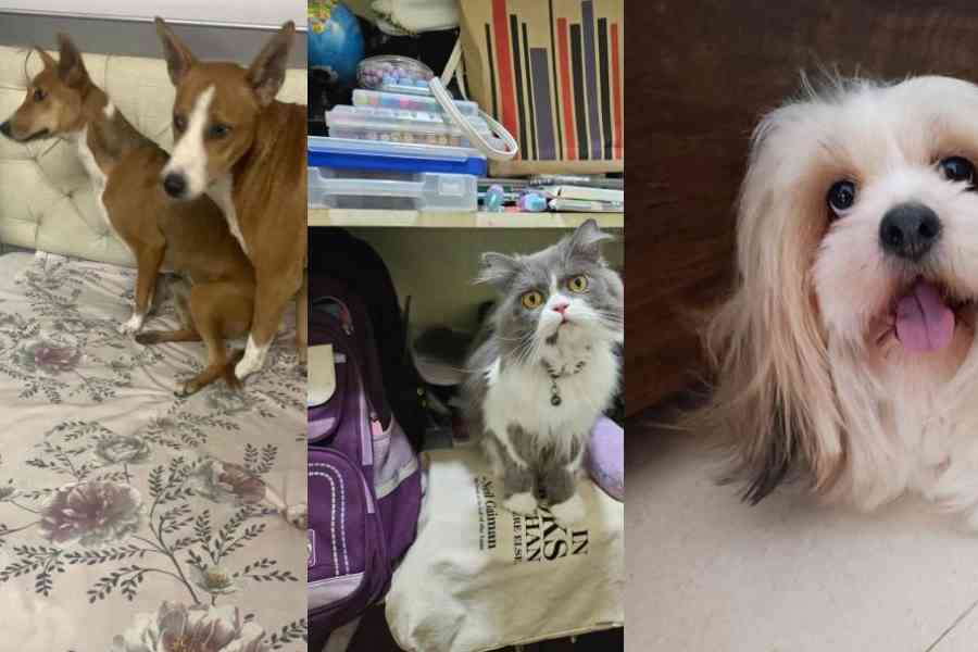 Shona (left) and Gogol, Bunty, the Persian cat, Ghuntu, the Shih Tzu