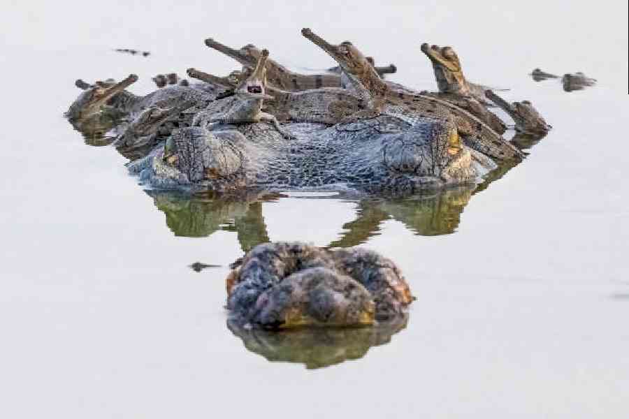 Gharial carrying hatchlings