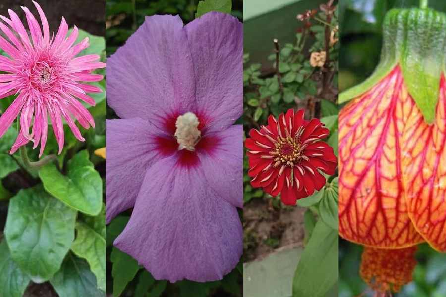 Flowers growing in his care