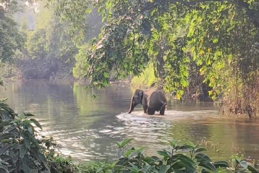 The elephant at the Jarda river in Mainaguri block of Jalpaiguri on Saturday.