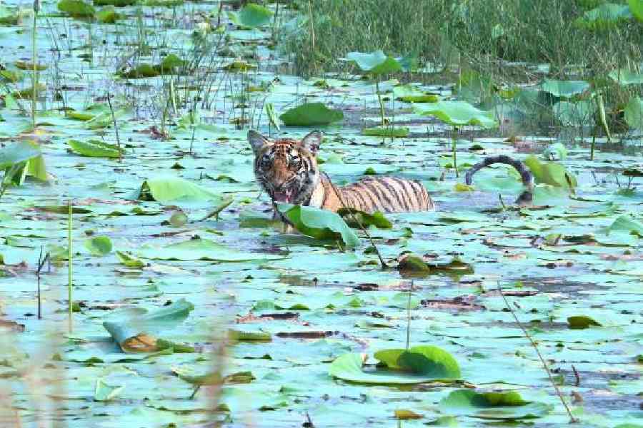 A juvenile tigress swims through a waterbody at the Kolara buffer zone of Tadoba Andhari Tiger Reserve. Pictures: Shiladitya Chaudhury