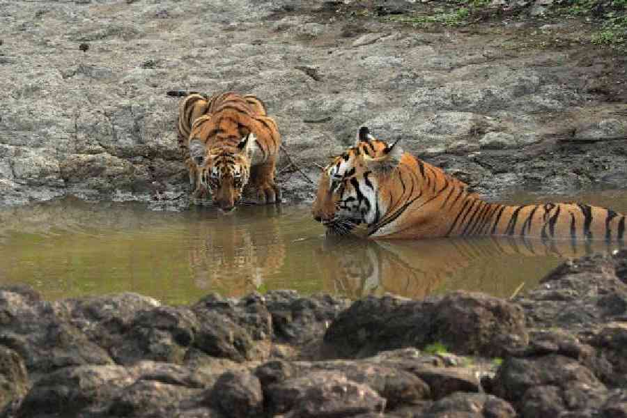 A mother and a cub chilling at a waterbody in Tipeswar Wildlife Sanctuary