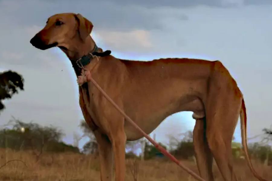 Mudhol Hound, also known as the Caravan Hound