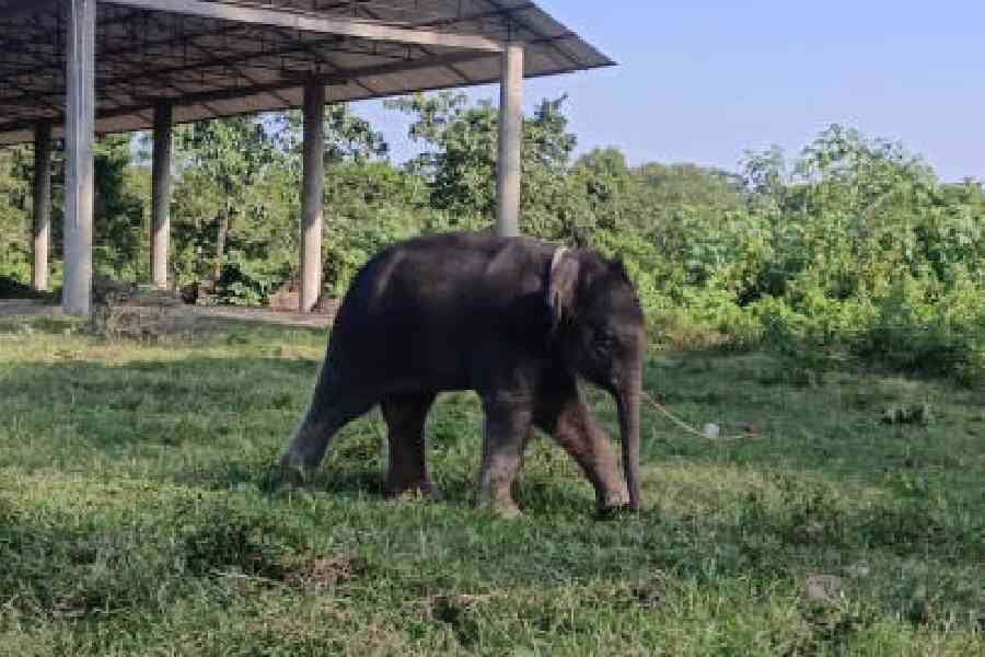 Rescued elephant calf Lucky in Holong Pilkhana of Jaldapara National Park. Its name was given by chief minister Mamata Banerjee