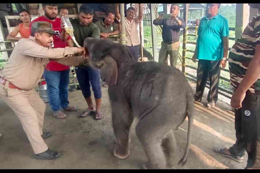 A forester feeds the rescued elephant calf at the Holong central pilkhana in Jaldapara, Alipurduar, on October 13