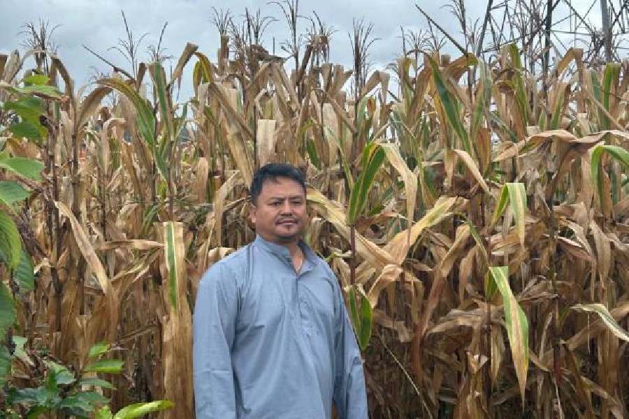 Tashi Tenzin in his maize field at Chandragiri in Gajapati district on Monday