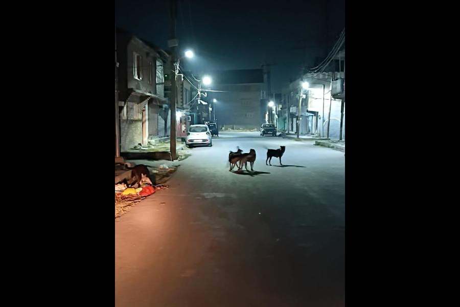 Dogs rule the streets as evening descends on Srinagar