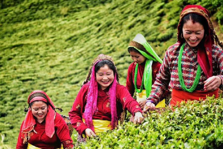 Workers at a tea garden in the Darjeeling hills.