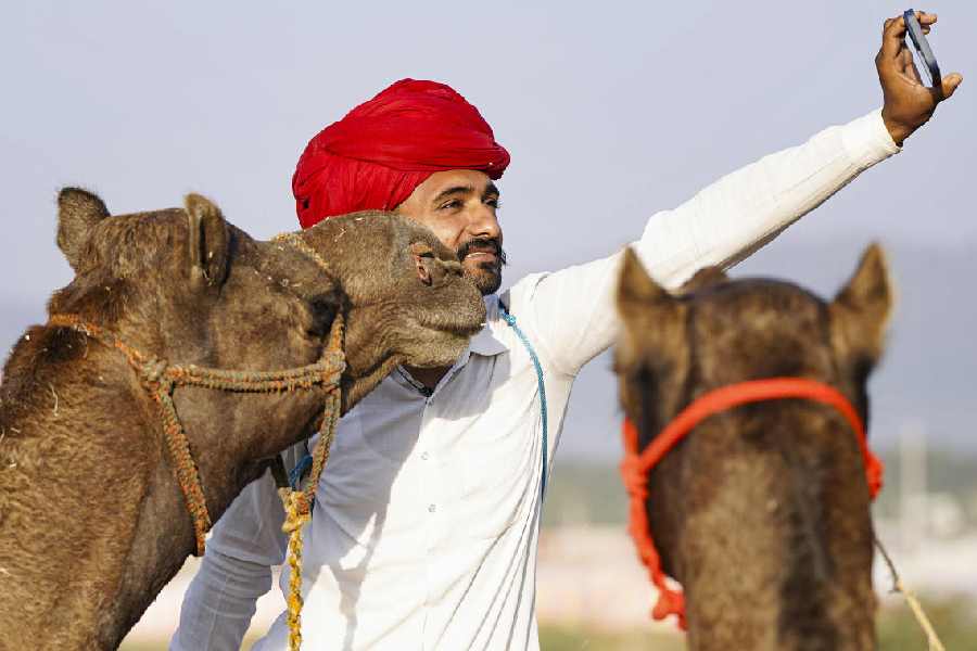 A man takes a selfie with his camels ahead of the 'Pushkar Mela'